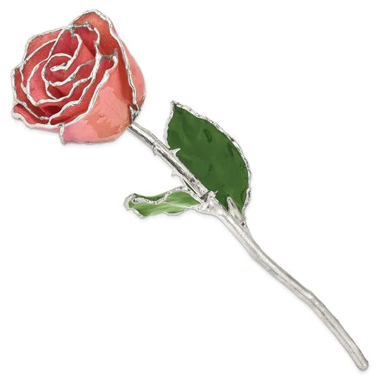 Lacquer Dipped Silver Trimmed White & Pink Natural Rose