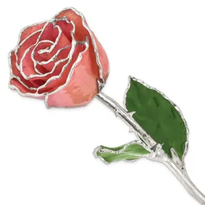 Lacquer Dipped Silver Trimmed White & Pink Natural Rose