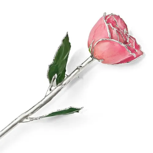 Lacquer Dipped Silver Trimmed White & Pink Natural Rose