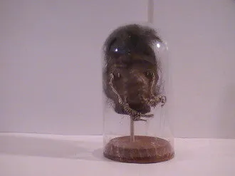 Shrunken Heads: Revenge of the Shuar
