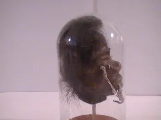 Shrunken Heads: Revenge of the Shuar